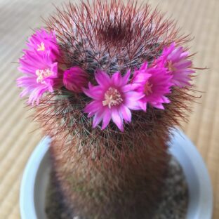 サボテンの花