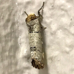 小さな小枝にしか見えない蛾を発見しました！