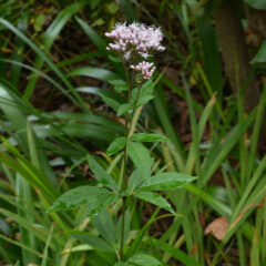 【秋の七草】 フジバカマ は平安の香り