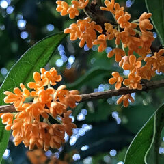 金木犀の香りをずっと楽しむ方法 〜香水の作り方〜