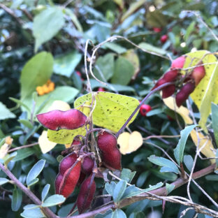 真っ赤な豆 秋の実リース【トキリマメ】
