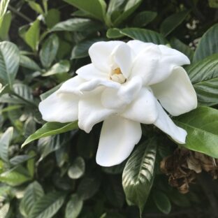 【クチナシの花】 香りのバームの作り方