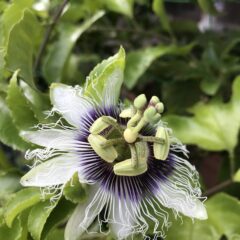 まるでアート!パッションフラワーの独創的な美しい花
