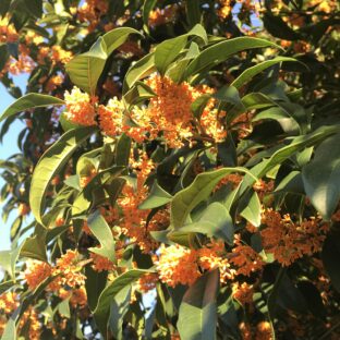 【金木犀】 生花の香りバームの作り方