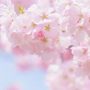 お出かけ場所に合わせたアクセサリーの選び方《お花見編》